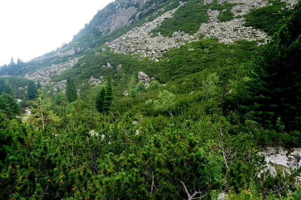 Alto Tatra Montañas Paisajes Bosques Árboles Rocas Plantas Hora Verano — Foto de Stock