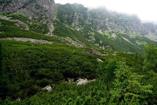 Tatrzańskie Krajobrazy Lasy Drzewa Skały Rośliny Czas Letni — Zdjęcie stockowe