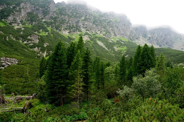 Высокие Татры Горные Пейзажи Леса Деревья Скалы Растения Летнее Время — стоковое фото
