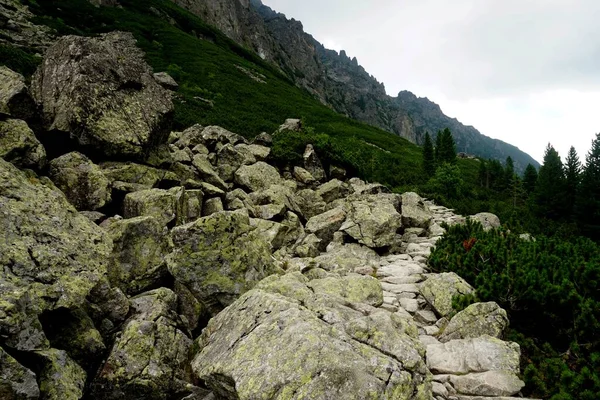 Ψηλά Βουνά Tatra Τοπία Δάση Δέντρα Βράχους Και Φυτά Θερινή — Φωτογραφία Αρχείου