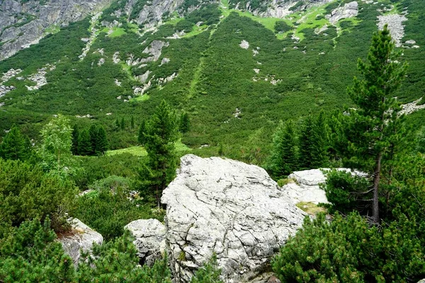 Hautes Montagnes Tatra Paysages Forêts Arbres Rochers Plantes Heure Été — Photo