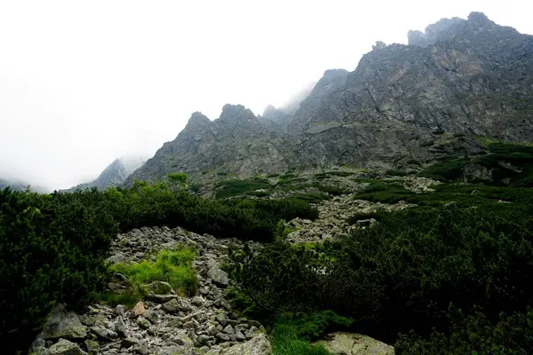 Yüksek Tatra Dağları Manzaraları Ormanlar Ağaçlar Kayalar Bitkiler Yaz Zamanı — Stok fotoğraf