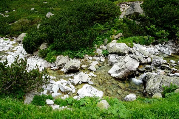 Hoge Tatra Bergen Landschappen Bossen Bomen Rotsen Planten Zomertijd — Stockfoto