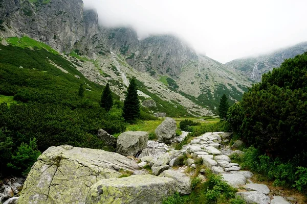 High Tatra Mountains Landscapes Forests Trees Rocks Plants Summer Time — Stock Photo, Image