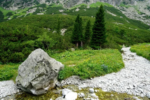 Високі Татранські Гори Пейзажі Ліси Дерева Скелі Рослини Літній Час — стокове фото