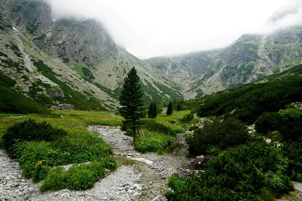 Hautes Montagnes Tatra Paysages Forêts Arbres Rochers Plantes Heure Été — Photo