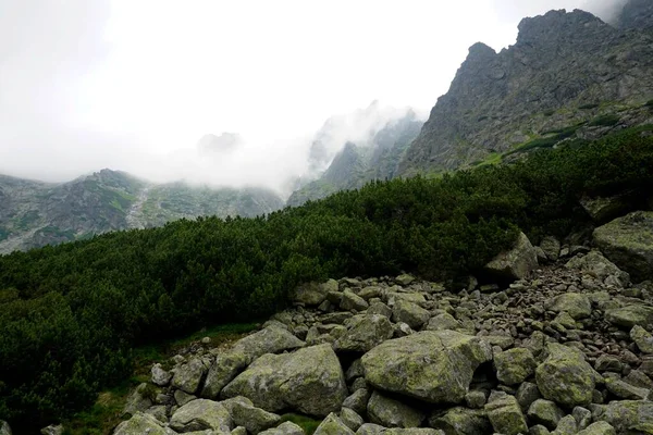 Munții Tatra Înalt Peisaje Păduri Copaci Stânci Plante Timp Vară — Fotografie, imagine de stoc