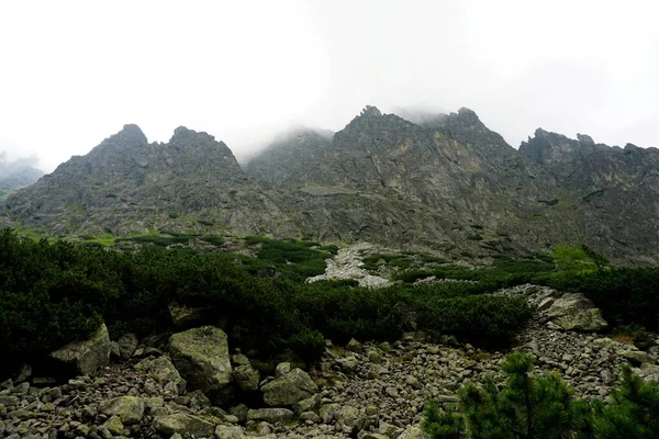 高タトラ山の風景 岩や植物 夏時間 — ストック写真