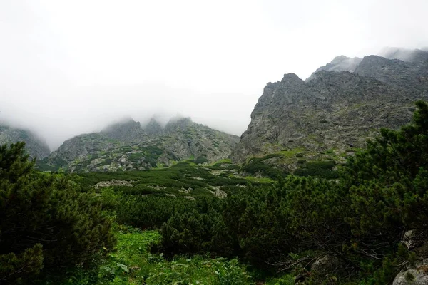 Alto Tatra Montañas Paisajes Bosques Árboles Rocas Plantas Hora Verano —  Fotos de Stock