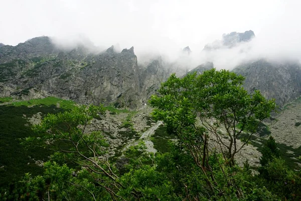 Alte Montagne Tatra Paesaggi Foreste Alberi Rocce Piante Ora Esatta — Foto Stock