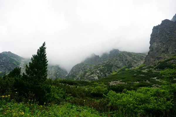 Hautes Montagnes Tatra Paysages Forêts Arbres Rochers Plantes Heure Été — Photo