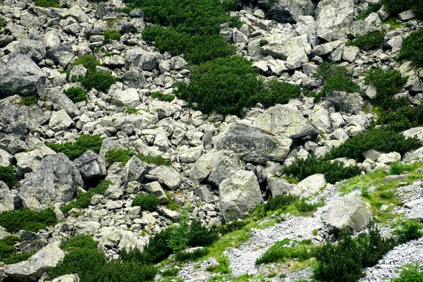 Altas Montanhas Tatra Paisagens Florestas Árvores Rochas Plantas Hora Verão — Fotografia de Stock