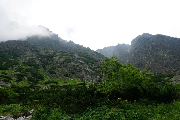 Hoge Tatra Bergen Landschappen Bossen Bomen Rotsen Planten Zomertijd — Stockfoto