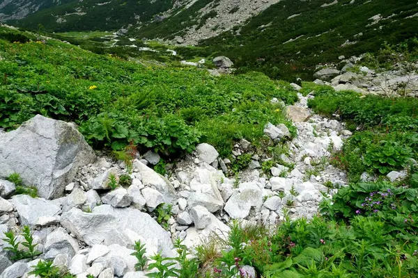 Високі Татранські Гори Пейзажі Ліси Дерева Скелі Рослини Літній Час — стокове фото