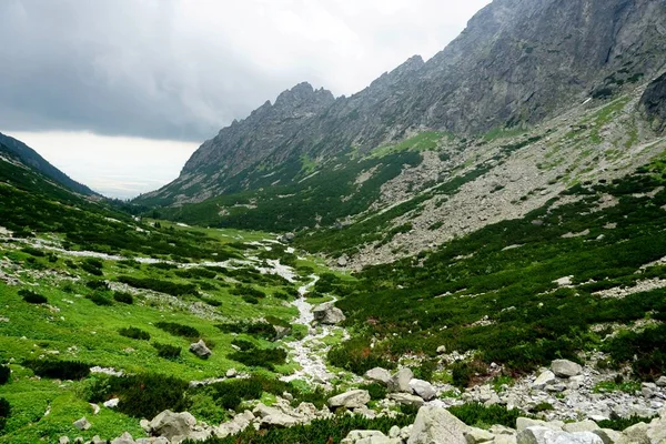 Munții Tatra Înalt Peisaje Păduri Copaci Stânci Plante Timp Vară — Fotografie, imagine de stoc