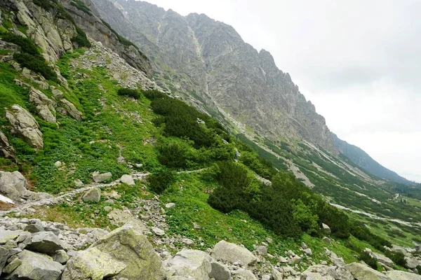 Vysoké Tatry Krajiny Lesy Stromy Skály Rostliny Letní Čas — Stock fotografie