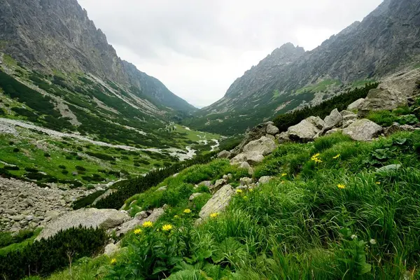 Alto Tatra Montañas Paisajes Bosques Árboles Rocas Plantas Hora Verano —  Fotos de Stock