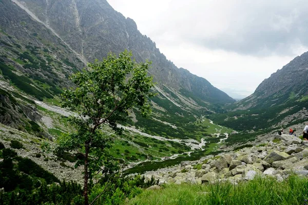 Alto Tatra Montañas Paisajes Bosques Árboles Rocas Plantas Hora Verano —  Fotos de Stock