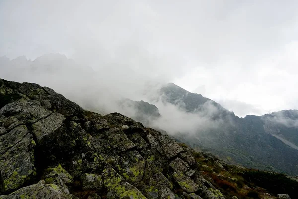 Munții Tatra Înalt Peisaje Păduri Copaci Stânci Plante Timp Vară — Fotografie, imagine de stoc