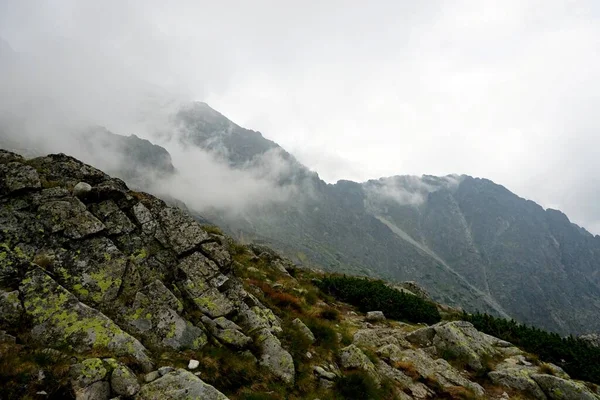 Hohe Tatra Landschaften Wälder Bäume Felsen Und Pflanzen Sommerzeit — Stockfoto