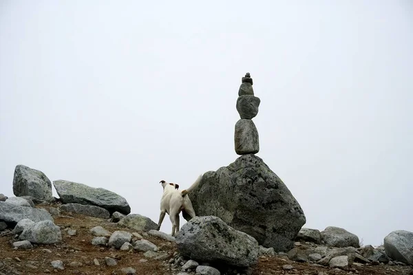 塔特拉山高山景观 岩石和植物 — 图库照片