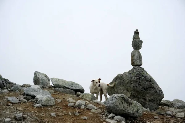 塔特拉山高山景观 岩石和植物 — 图库照片