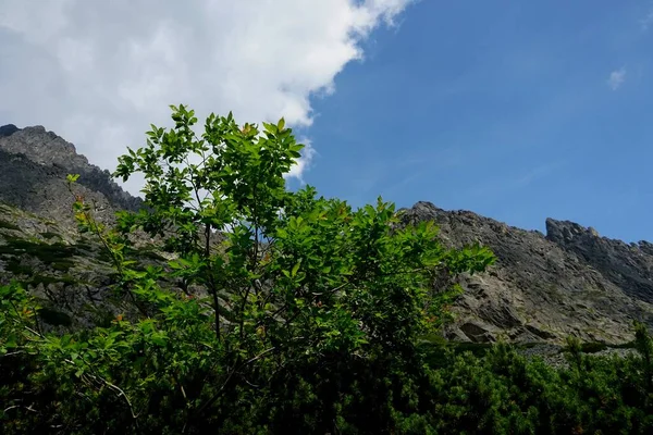 Высокие Татры Горные Пейзажи Леса Деревья Скалы Растения Летнее Время — стоковое фото