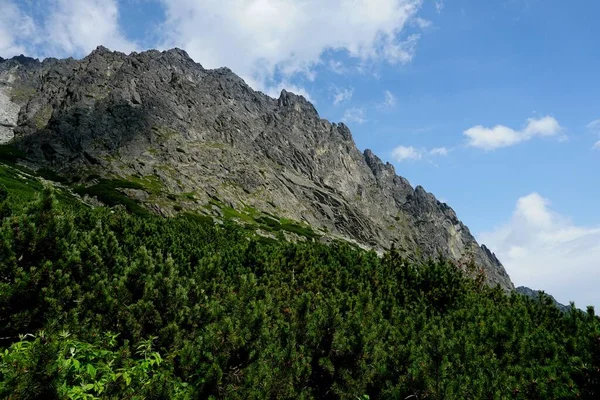 Tatrzańskie Krajobrazy Lasy Drzewa Skały Rośliny Czas Letni — Zdjęcie stockowe
