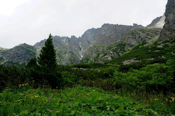 Alto Tatra Montañas Paisajes Bosques Árboles Rocas Plantas Hora Verano —  Fotos de Stock