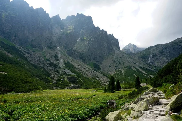 Vysoké Tatry Krajiny Lesy Stromy Skály Rostliny Letní Čas — Stock fotografie