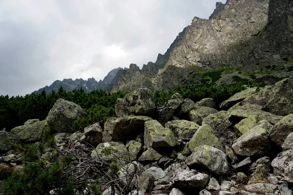 Alto Tatra Montañas Paisajes Bosques Árboles Rocas Plantas Hora Verano — Foto de Stock