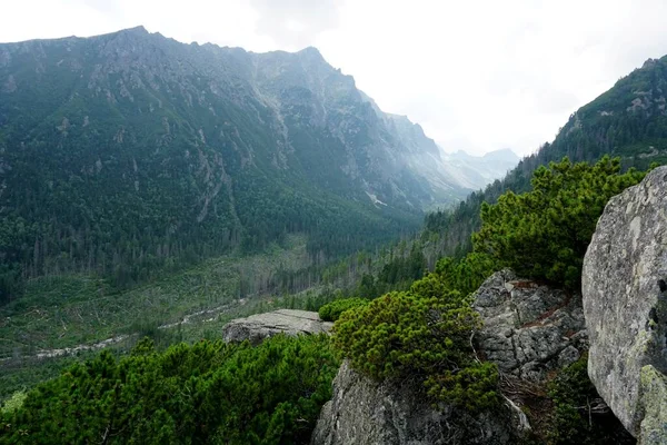 Alto Tatra Montañas Paisajes Bosques Árboles Rocas Plantas Hora Verano — Foto de Stock