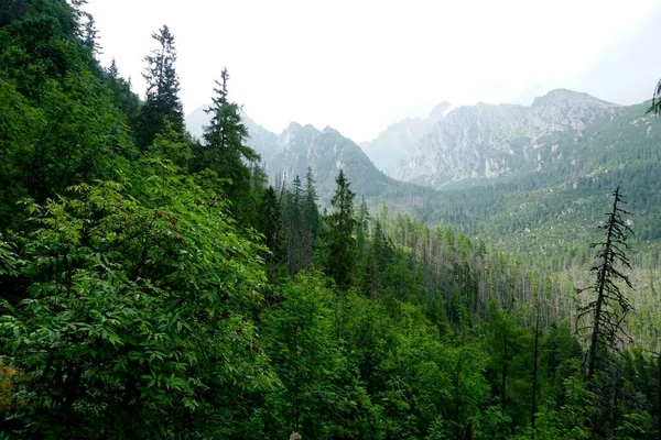 Alto Tatra Montañas Paisajes Bosques Árboles Rocas Plantas Hora Verano — Foto de Stock