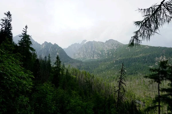 High Tatra Mountains Landscapes Forests Trees Rocks Plants Summer Time — Stock Photo, Image