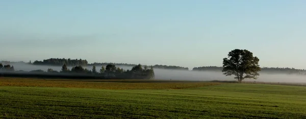 Landscape Fog Meadows Foreground Lonely Oak Sunrise — Stock Photo, Image