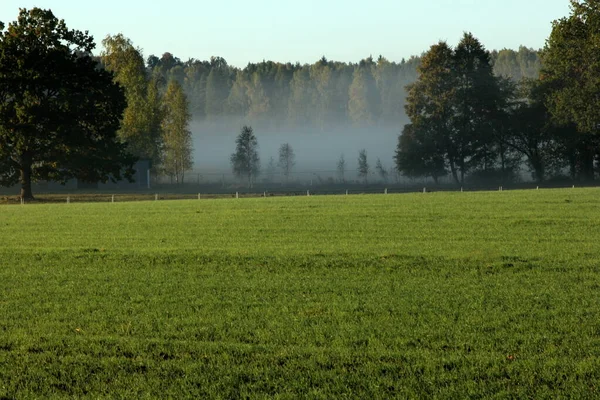 Landscape Fog Meadows Foreground Trees Sunrise — Stock Photo, Image