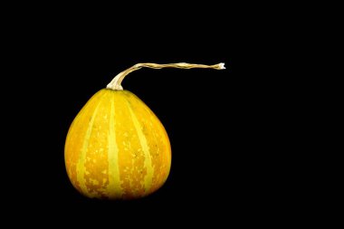 Siyah arka planda bir dekoratif balkabağı. Mini Kabaklar, Boşluğu Kopyala