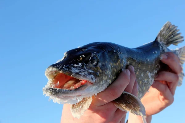 Acima Nas Mãos Pescador Prende Lúcio Norte Contra Fundo Azul — Fotografia de Stock