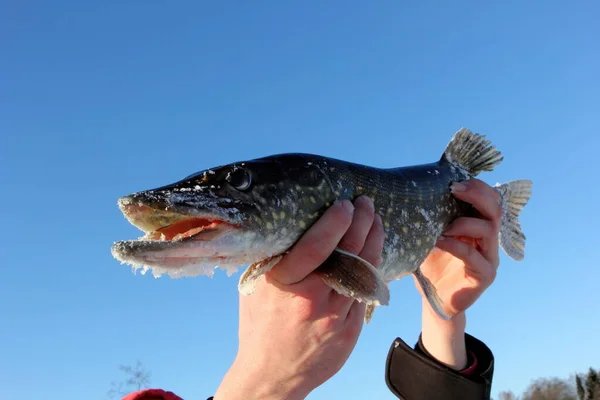 Den Händen Eines Fischers Hält Einen Nordhecht Vor Blauem Himmel — Stockfoto