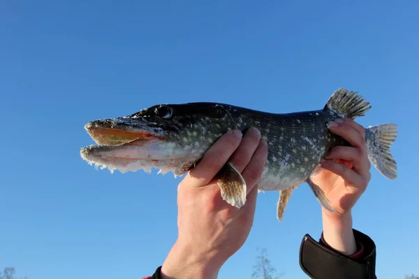 Den Händen Eines Fischers Hält Einen Nordhecht Vor Blauem Himmel — Stockfoto