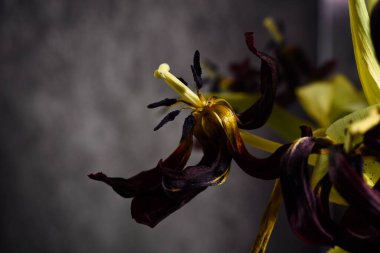 Solmuş laleler, çiçekler, yakın plan. Kurumuş lale çiçekleri