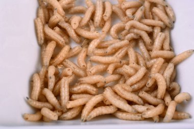 Beyaz sinek larvaları, kurtçuklar, yakın plan. Balıkçılar için yem