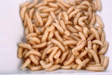 Beyaz sinek larvaları, kurtçuklar, yakın plan. Balıkçılar için yem