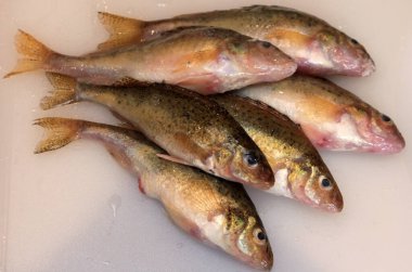 Beyaz mutfak tahtasındaki taze balık Avrasya Ruffe (Gymnocephalus cernuus). 