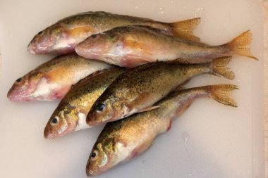 Beyaz mutfak tahtasındaki taze balık Avrasya Ruffe (Gymnocephalus cernuus). 