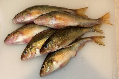 Beyaz mutfak tahtasındaki taze balık Avrasya Ruffe (Gymnocephalus cernuus). 