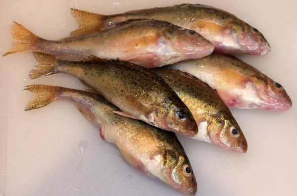 Beyaz mutfak tahtasındaki taze balık Avrasya Ruffe (Gymnocephalus cernuus). 
