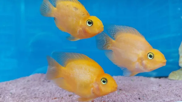 Belo Aquário Tropical Água Doce Com Peixes Tanque Aquário Água — Fotografia de Stock