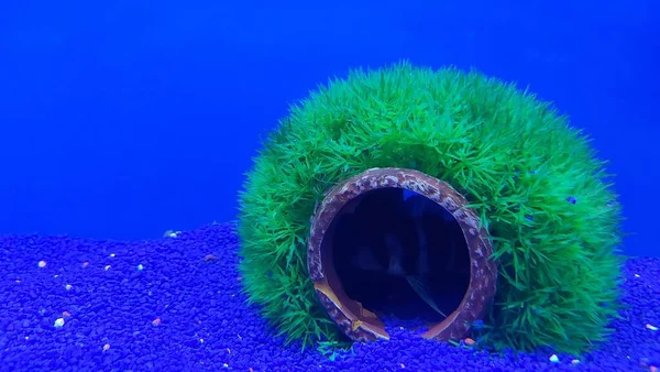 Belo Aquário Tropical Água Doce Com Peixes Tanque Aquário Água — Fotografia de Stock