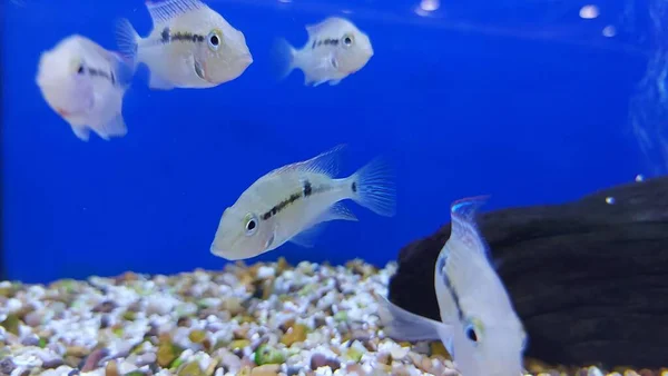 beautiful tropical freshwater aquarium with fishes. Freshwater aquarium tank with fishes